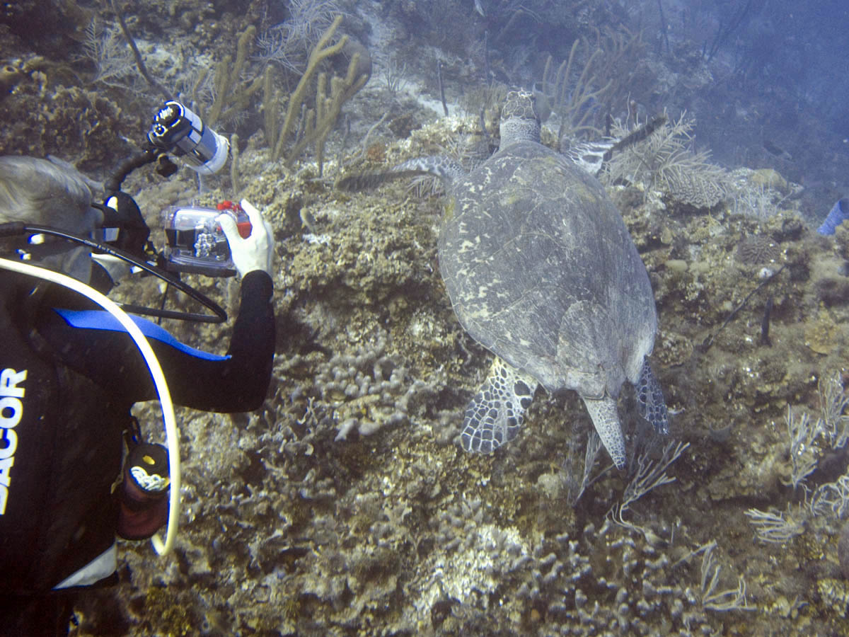 Turtle at Pirate's Point
